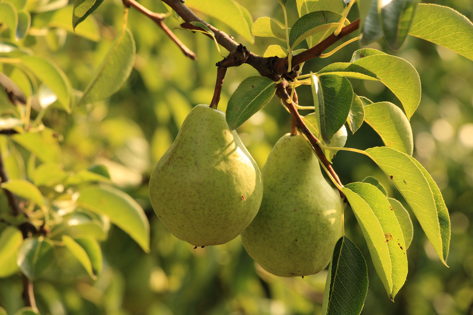 Baban Williams – od legendarne kruške do vrhunske rakije